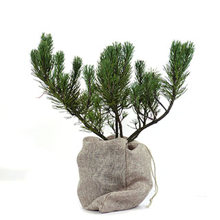 rvores de Natal - Pinheiro-ano mughus vaso bolsa